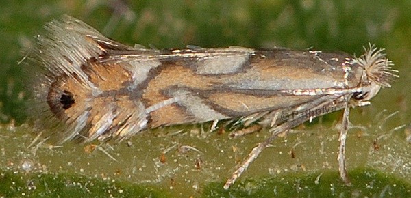 /filer/webapps/moths_gc/media/images/S/suaveolentis_Phyllonorycter_A_PathPiva.jpg