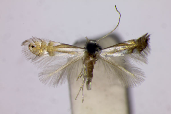 /filer/webapps/moths_gc/media/images/S/subaureola_Phyllonorycter_ST_BMNH.jpg