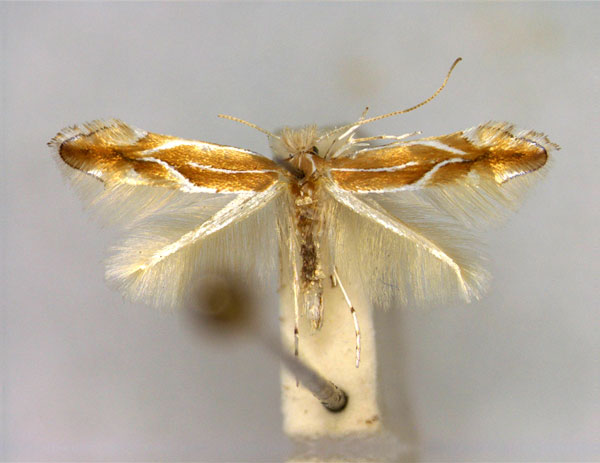 /filer/webapps/moths_gc/media/images/S/suberifoliella_Phyllonorycter_A_EIHU.jpg
