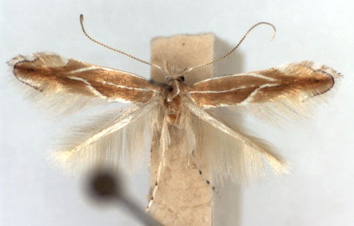 /filer/webapps/moths_gc/media/images/S/suberifoliella_Phyllonorycter_A_WJDP.jpg