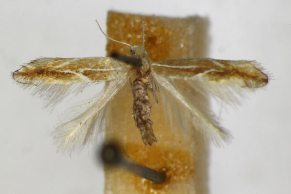 /filer/webapps/moths_gc/media/images/S/suberifoliella_Phyllonorycter_A_ZSM.jpg
