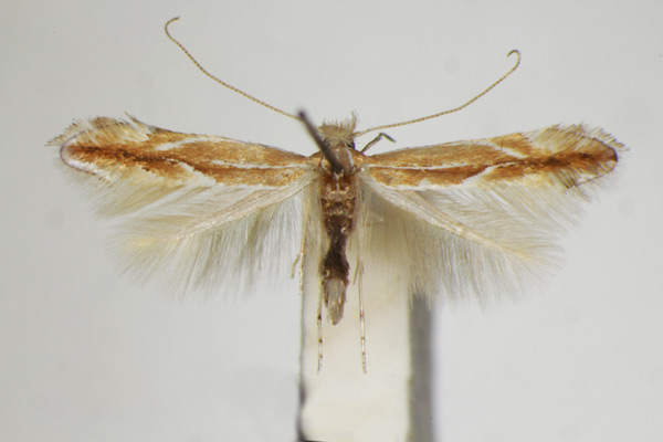/filer/webapps/moths_gc/media/images/S/suberifoliella_Phyllonorycter_A_ZSM_2.jpg