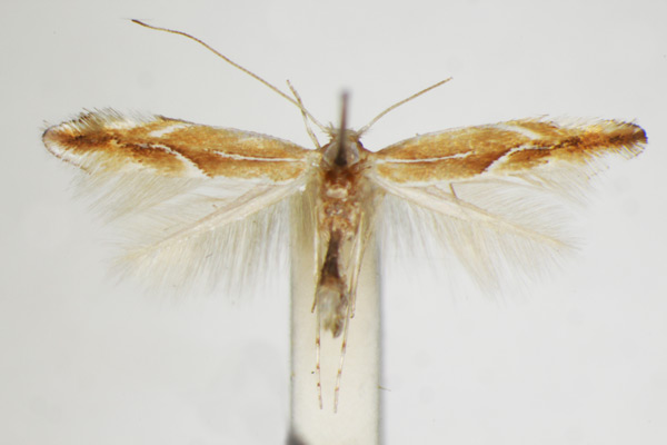 /filer/webapps/moths_gc/media/images/S/suberifoliella_Phyllonorycter_A_ZSM_3.jpg