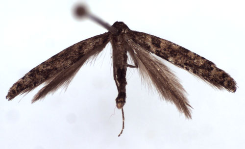 /filer/webapps/moths_gc/media/images/S/suberinella_Caloptilia_A_WJDP.jpg