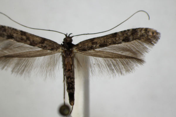 /filer/webapps/moths_gc/media/images/S/suberinella_Caloptilia_A_ZSM.jpg