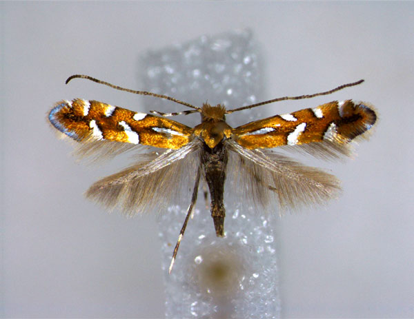 /filer/webapps/moths_gc/media/images/S/sublautella_Phyllonorycter_A_EIHU.jpg