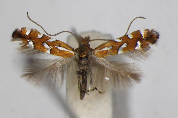 /filer/webapps/moths_gc/media/images/S/sublautella_Phyllonorycter_A_ZSM_2.jpg