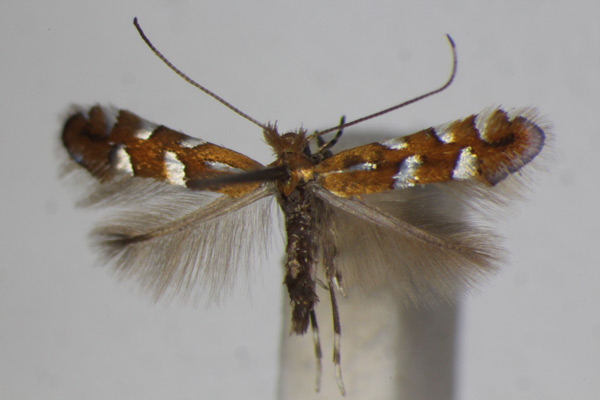 /filer/webapps/moths_gc/media/images/S/sublautella_Phyllonorycter_A_ZSM_3.jpg