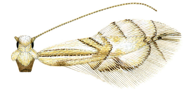 /filer/webapps/moths_gc/media/images/S/subpersea_Phyllocnistis_HT_Davis-et-Wagner_2011_46.jpg