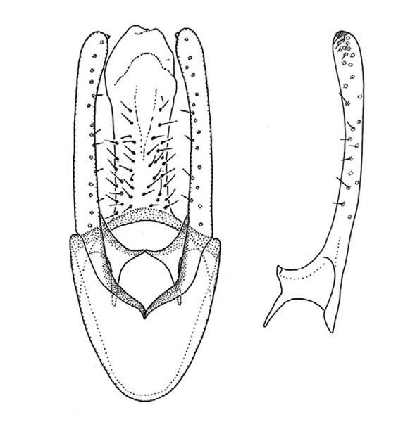/filer/webapps/moths_gc/media/images/S/subpersea_Phyllocnistis_HT_GM_Davis-et-Wagner_2011_68.jpg