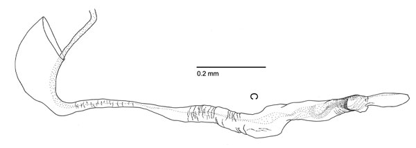 /filer/webapps/moths_gc/media/images/S/subpersea_Phyllocnistis_HT_GM_aedeagus_Davis-et-Wagner_2011_68.jpg