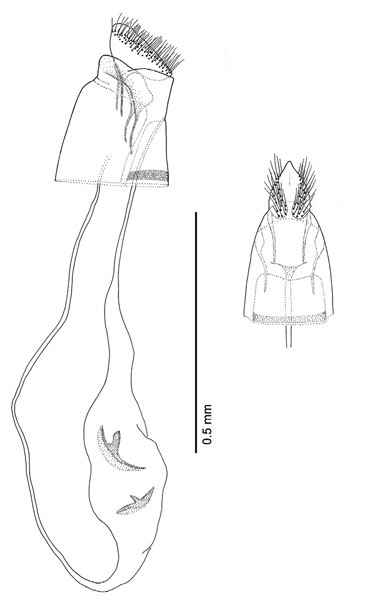 /filer/webapps/moths_gc/media/images/S/subpersea_Phyllocnistis_PT_GF_Davis-et-Wagner_2011_68.jpg
