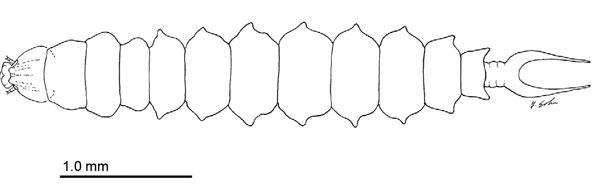 /filer/webapps/moths_gc/media/images/S/subpersea_Phyllocnistis_larva_Davis-et-Wagner_2011_50.jpg