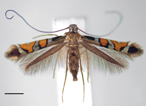 /filer/webapps/moths_gc/media/images/S/succedanea_Philodoria_A_1621676_BMNH.jpg