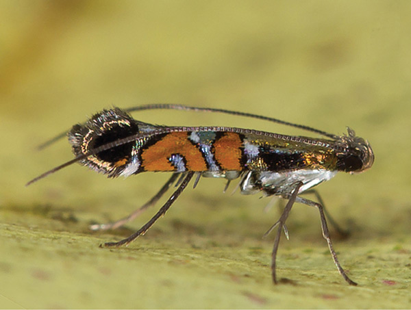 /filer/webapps/moths_gc/media/images/S/succedanea_Philodoria_A_Kobayashi-et-al_2018_120.jpg