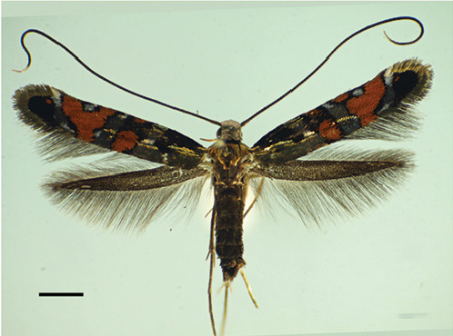 /filer/webapps/moths_gc/media/images/S/succedanea_Philodoria_A_Kobayashi-et-al_2018_123.jpg