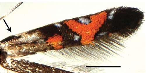 /filer/webapps/moths_gc/media/images/S/succedanea_Philodoria_A_Kobayashi-et-al_2018_123_2.jpg
