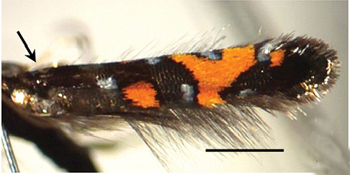 /filer/webapps/moths_gc/media/images/S/succedanea_Philodoria_A_Kobayashi-et-al_2018_123_3.jpg
