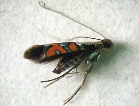 /filer/webapps/moths_gc/media/images/S/succedanea_Philodoria_A_Kobayashi-et-al_2018_127.jpg