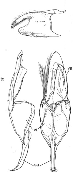 /filer/webapps/moths_gc/media/images/S/succedanea_Philodoria_GM_Kobayashi-et-al_2018_124.jpg