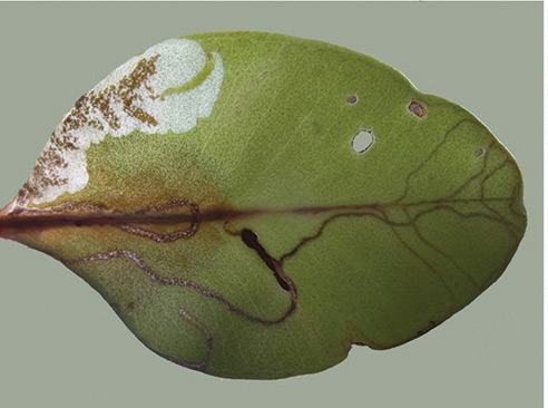 /filer/webapps/moths_gc/media/images/S/succedanea_Philodoria_Mine_Kobayashi-et-al_2018_127_3.jpg
