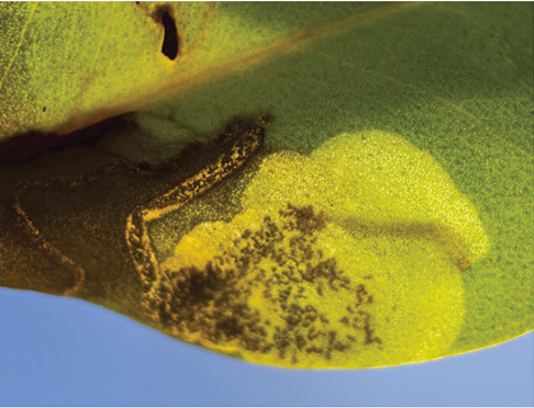 /filer/webapps/moths_gc/media/images/S/succedanea_Philodoria_Mine_Kobayashi-et-al_2018_127_4.jpg