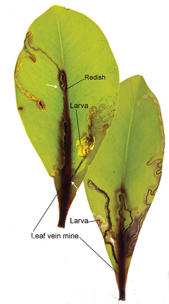 /filer/webapps/moths_gc/media/images/S/succedanea_Philodoria_Mine_Kobayashi-et-al_2018_135.jpg