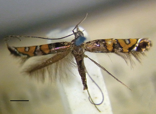 /filer/webapps/moths_gc/media/images/S/succedanea_Philodoria_PLT_010862804_BMNH.jpg