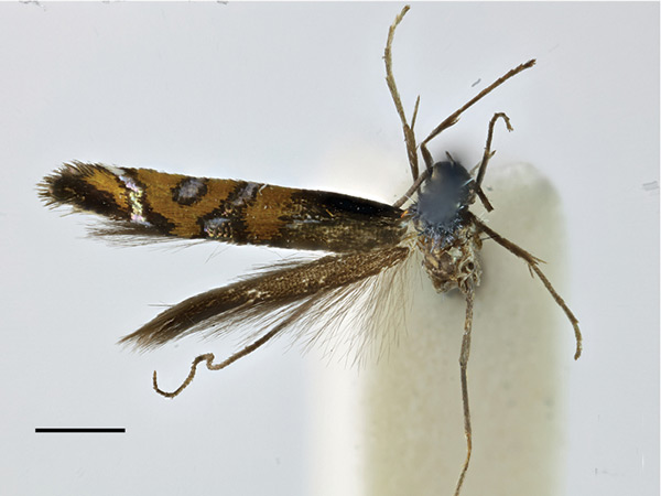 /filer/webapps/moths_gc/media/images/S/succedanea_Philodoria_PLT_BMNH.jpg