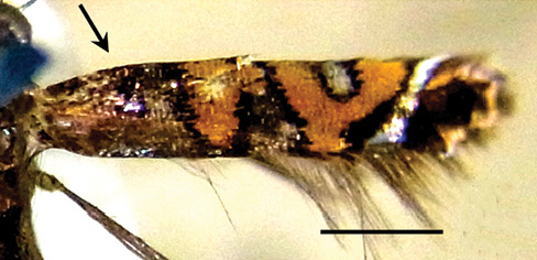 /filer/webapps/moths_gc/media/images/S/succedanea_Philodoria_PLT_BPBM.jpg