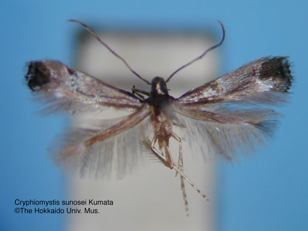 /filer/webapps/moths_gc/media/images/S/sunosei_Cryphiomystis_HT_EIHU.jpg