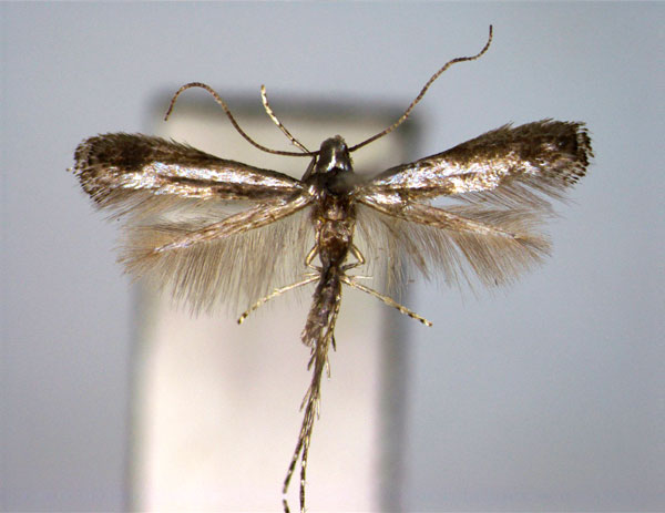 /filer/webapps/moths_gc/media/images/S/sunosei_Cryphiomystis_PT_EIHU.jpg