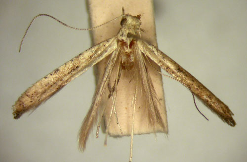 /filer/webapps/moths_gc/media/images/S/sychnospila_Caloptilia_HT_TMSA5656.jpg