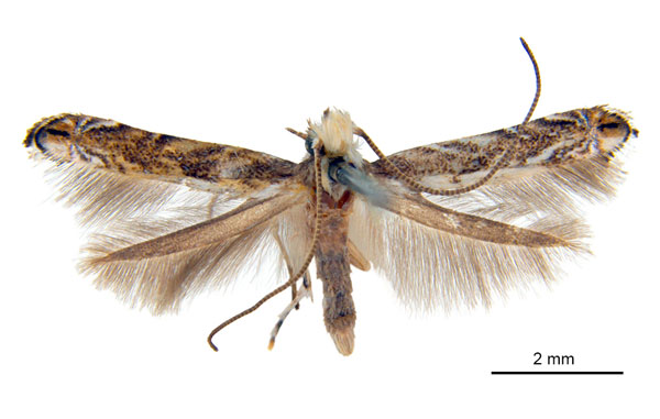 /filer/webapps/moths_gc/media/images/S/sydnea_Epicephala_HT_ANIC.jpg