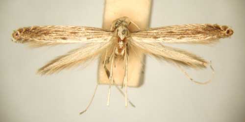 /filer/webapps/moths_gc/media/images/S/symmetra_Pleiomorpha_PT_TMSA6112.jpg