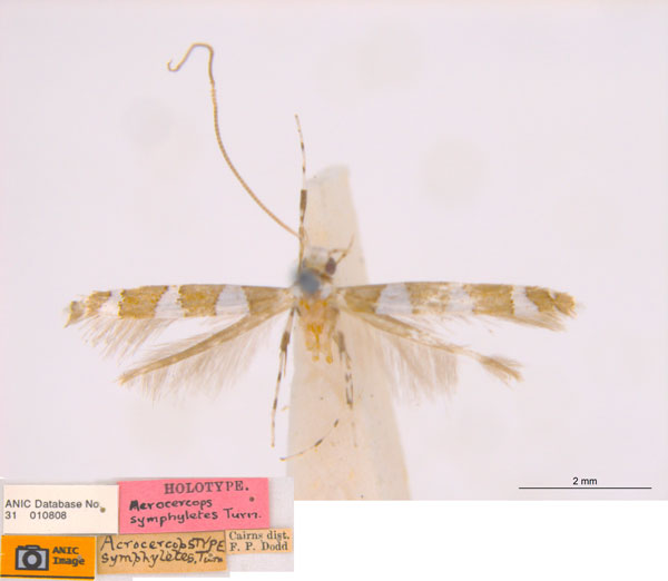/filer/webapps/moths_gc/media/images/S/symphyletes_Acrocercops_ST_ANIC.jpg