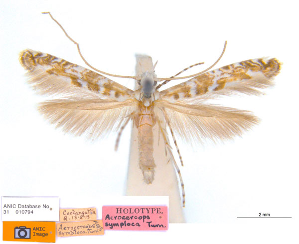 /filer/webapps/moths_gc/media/images/S/symploca_Acrocercops_ST_ANIC_Jbw2T7Y.jpg