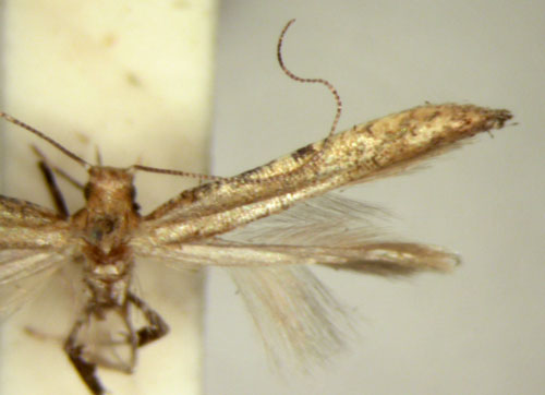 /filer/webapps/moths_gc/media/images/S/syngenica_Caloptilia_HT_TMSA5651.jpg