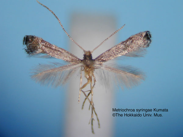 /filer/webapps/moths_gc/media/images/S/syringae_Metriochroa_HT_EIHU.jpg