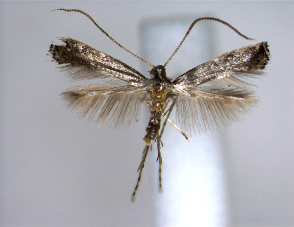/filer/webapps/moths_gc/media/images/S/syringae_Metriochroa_PT_EIHU.jpg