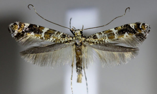 /filer/webapps/moths_gc/media/images/S/syringella_Gracillaria_A_Hellers_2017_135.jpg