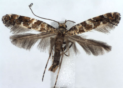 /filer/webapps/moths_gc/media/images/S/syringella_Gracillaria_A_WJDP.jpg