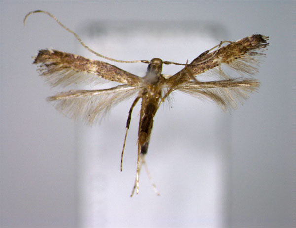 /filer/webapps/moths_gc/media/images/S/syrista_Deoptilia_A_EIHU_2.jpg