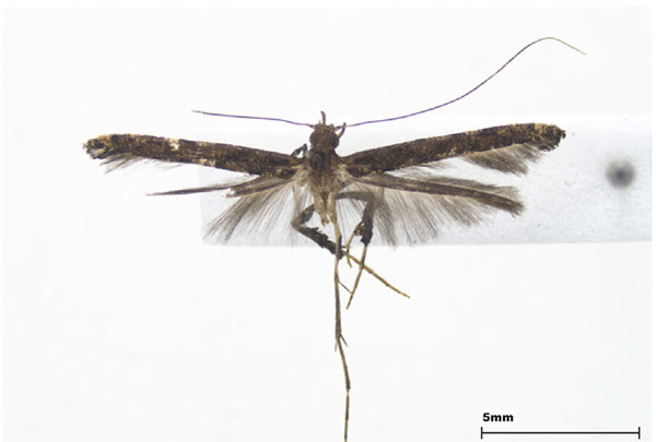 /filer/webapps/moths_gc/media/images/S/syrphetias_Caloptilia_female_Lee-et-Jeun_2022.jpg