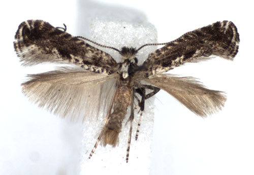 /filer/webapps/moths_gc/media/images/S/szocsi_Parornix_A_WJDP.jpg