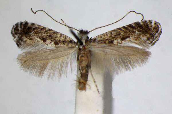 /filer/webapps/moths_gc/media/images/S/szocsi_Parornix_A_ZSM_2.jpg
