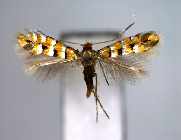 /filer/webapps/moths_gc/media/images/T/takagi_Phyllonorycter_A_EIHU.jpg