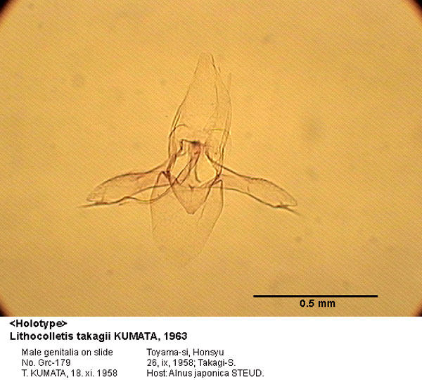 /filer/webapps/moths_gc/media/images/T/takagii_Phyllonorycter_GM_HT_179_EIHU.jpg