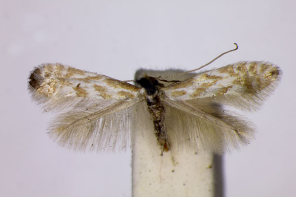 /filer/webapps/moths_gc/media/images/T/tangerensis_Phyllonoycter_A_BMNH.jpg