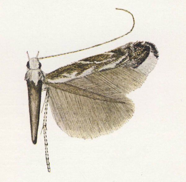 /filer/webapps/moths_gc/media/images/T/tanysphena_Polysoma_Vari_1961_Pl-11-4.jpg